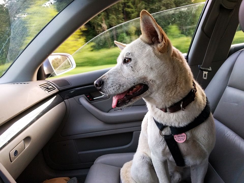 What You Need to Know Before Taking Your Dog on the Road