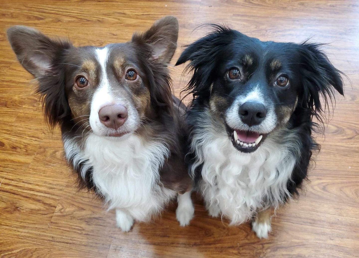 Thinking About An Aussie? Here's What You Need to Know!