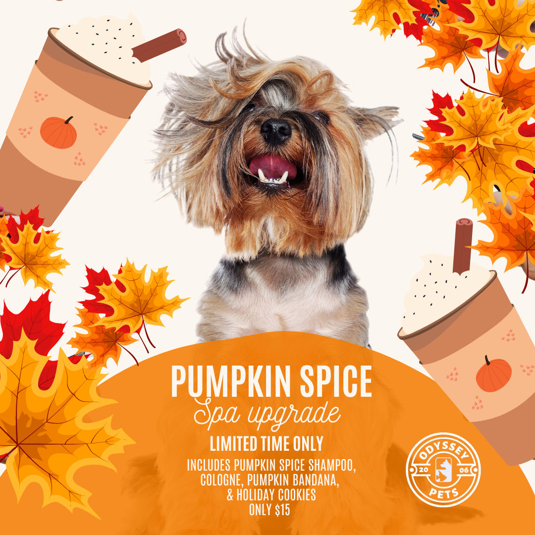 Pumpkin spice dog shampoo hotsell