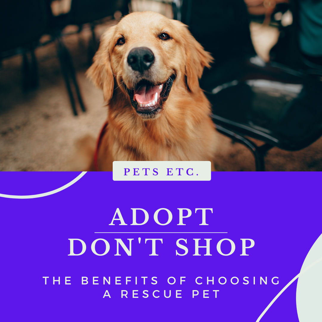 Why Adopt, Don't Shop: The Benefits of Choosing a Rescue Pet