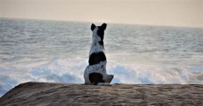 Image of blog post Beach Safety for Dogs: September 9th