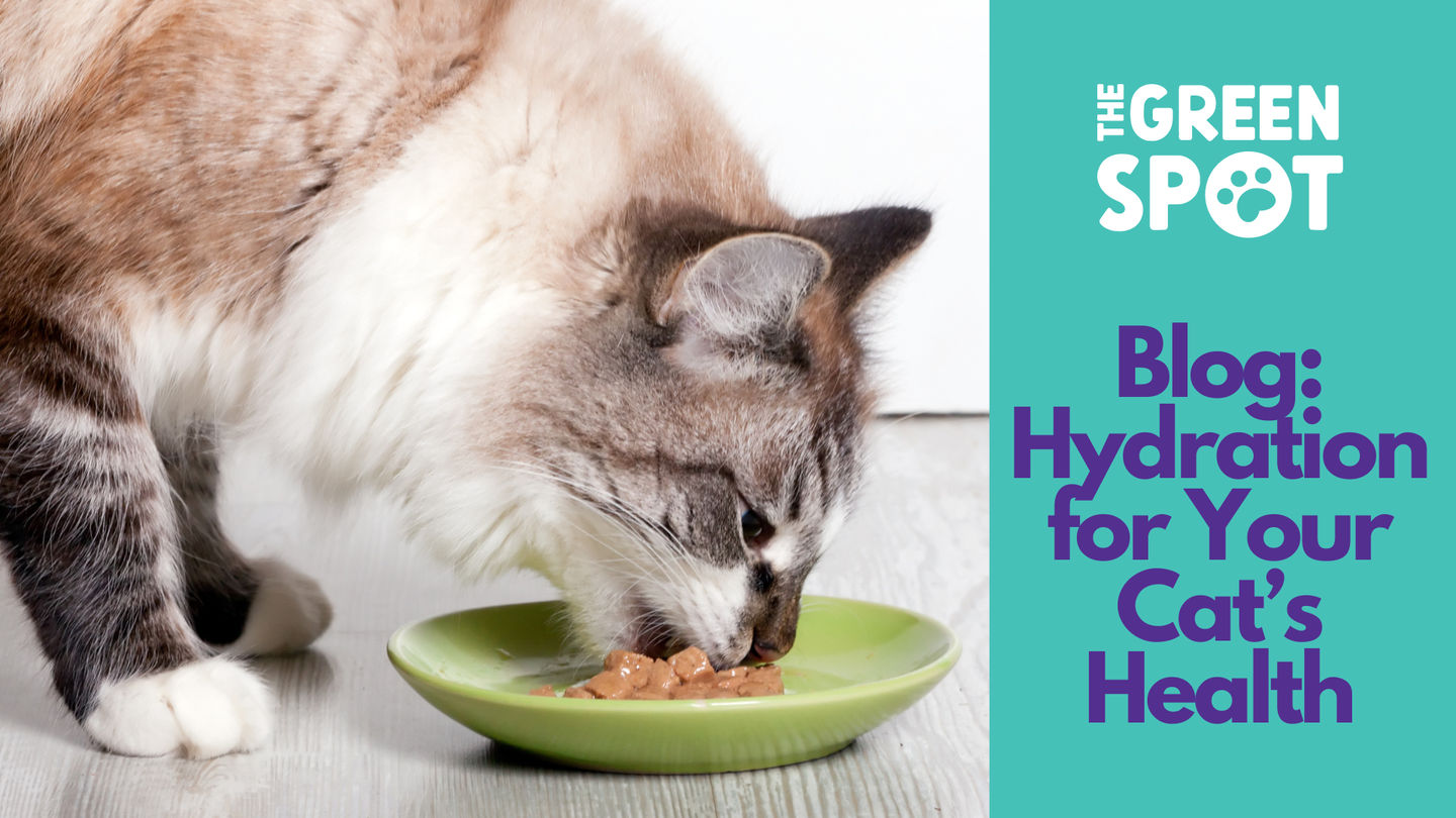The Number One Thing That Can Improve Your Cat's Health: Hydration