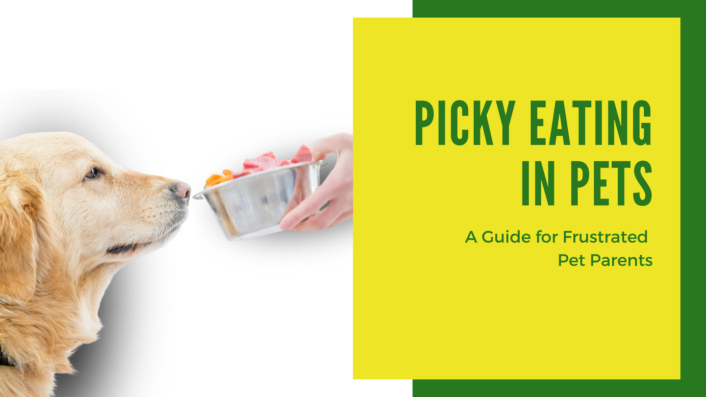 Picky Eating in Pets: A Guide for Frustrated Pet Parents