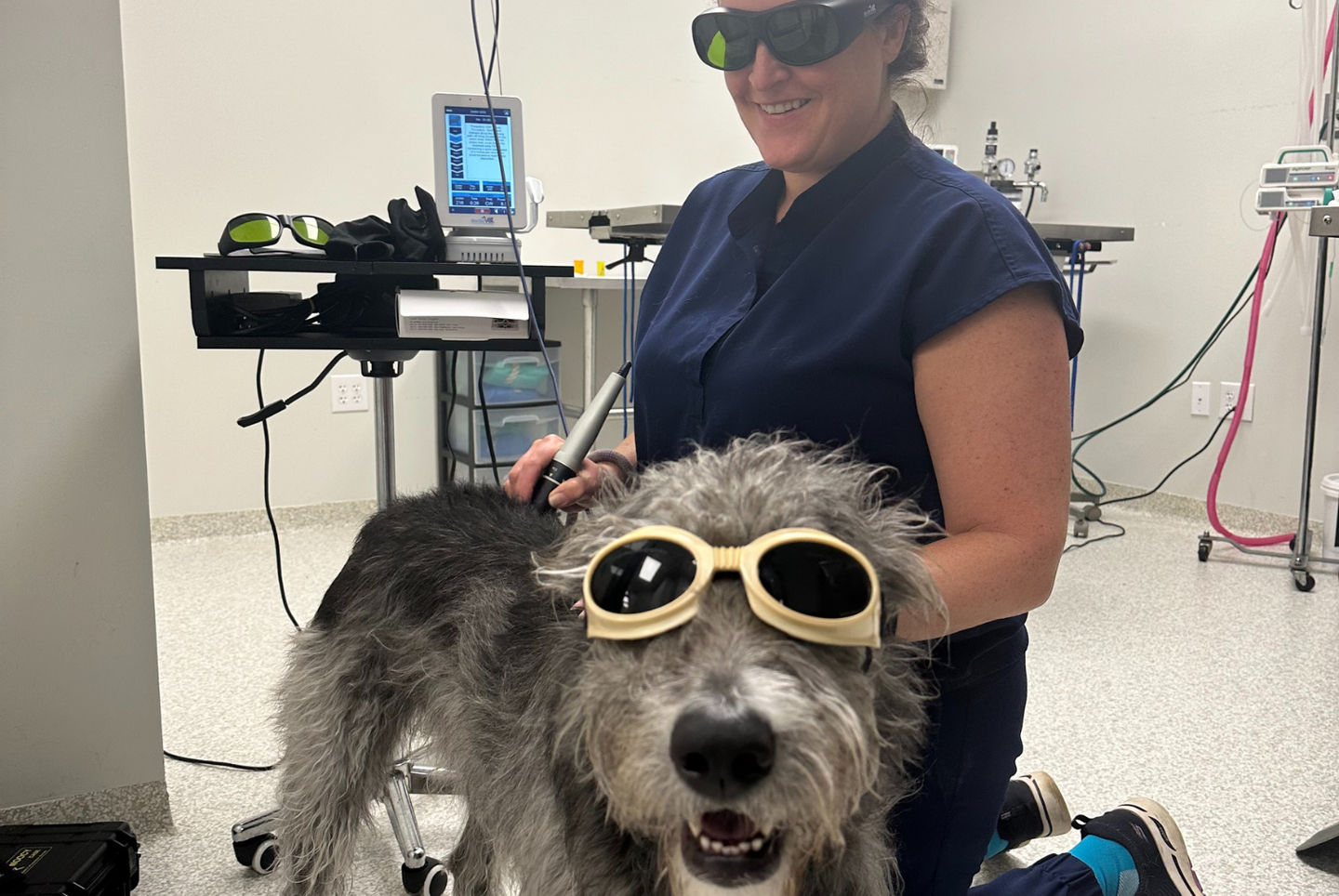 Image of blog post Is Laser Therapy Right for Your Pet?