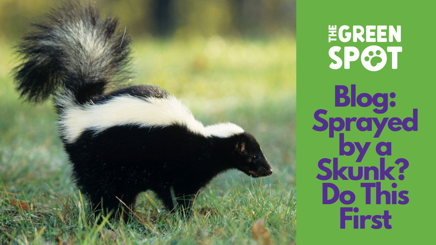 Your Dog Was Sprayed By A Skunk: What NOT To Do and How to Solve Your Stinky Problem!