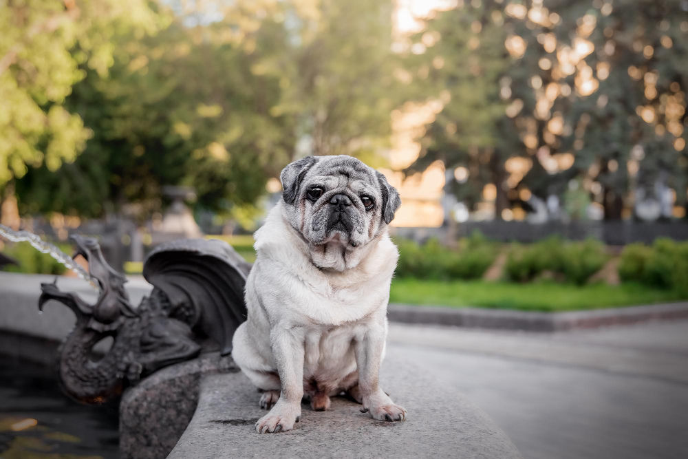 Arthritis in Senior Dogs