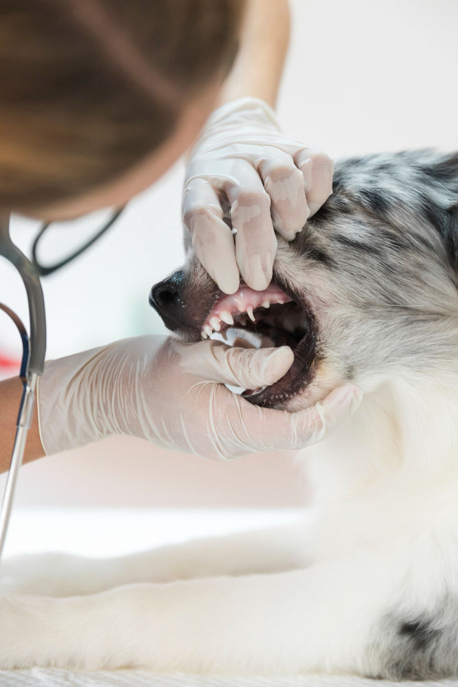 Canine Dental Care Chews: Easily Maintain Your Dog’s Dental Health