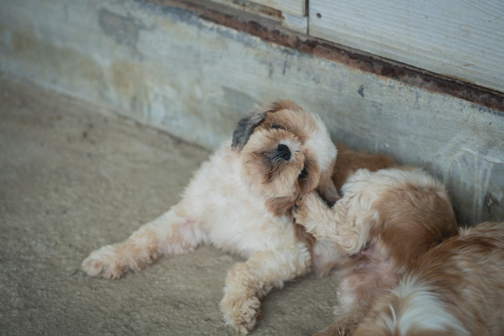 Dealing with Itchy Skin in Dogs