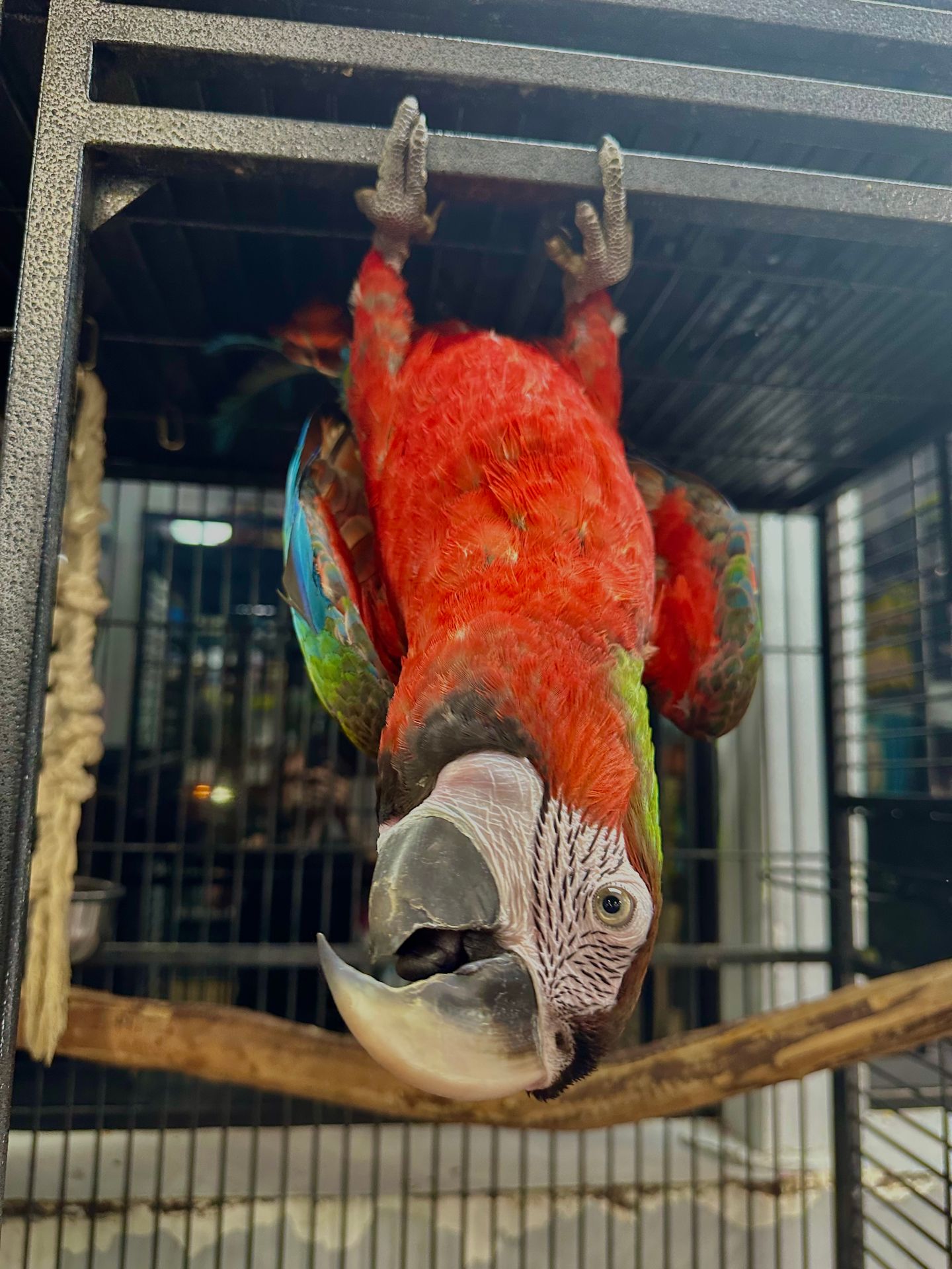 What birds do we have for sale?