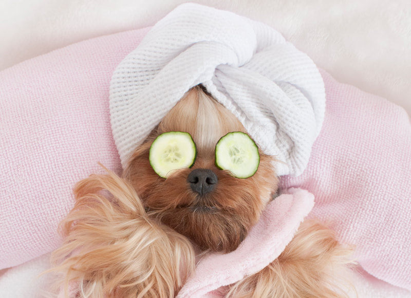 Image of blog post Hungry Hound Grooming Packages!