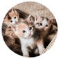 Cat Adoptions
