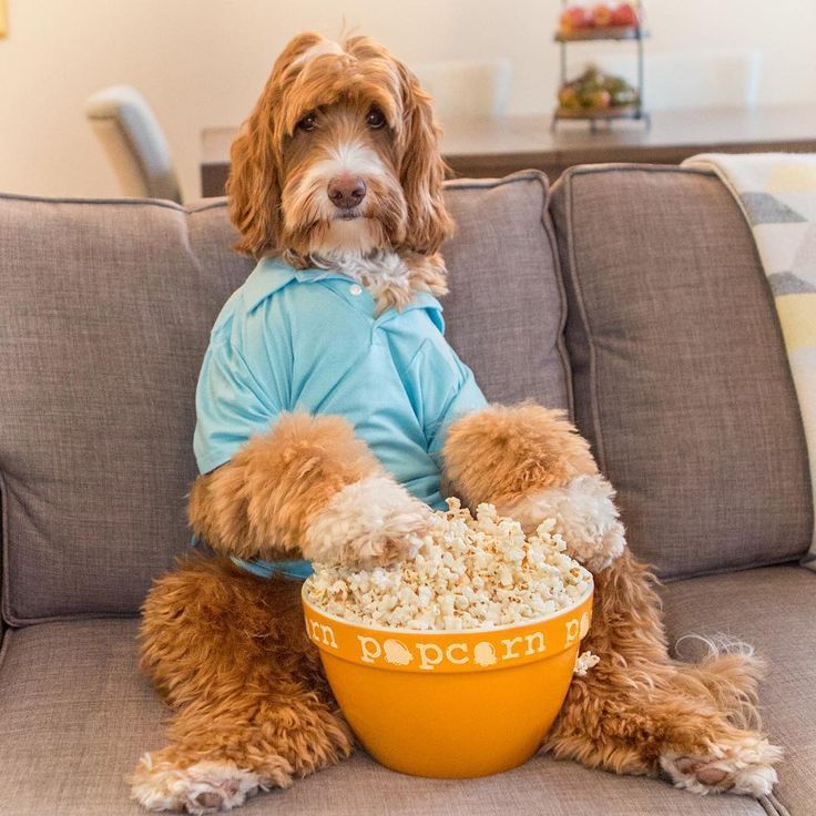 Image of blog post Happy Popcorn Month! October 7th