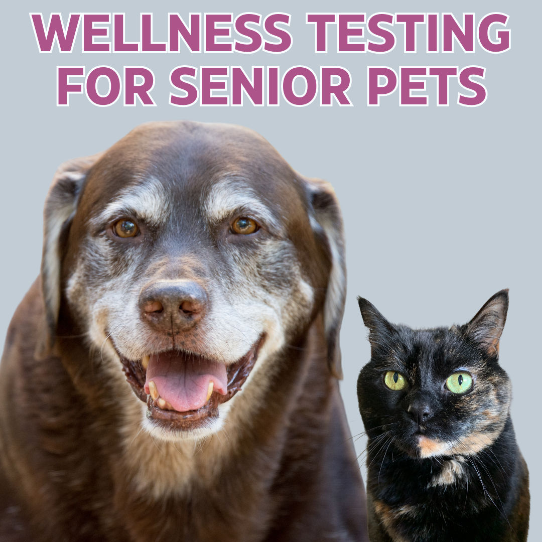 6 Important Diagnostic Tests for Senior Pets