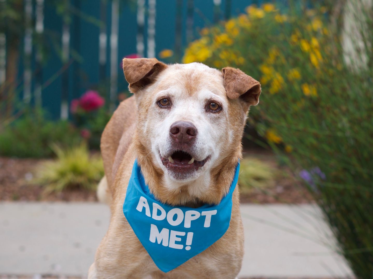 Image of blog post It's Adopt a Shelter Pet Month! October 14th