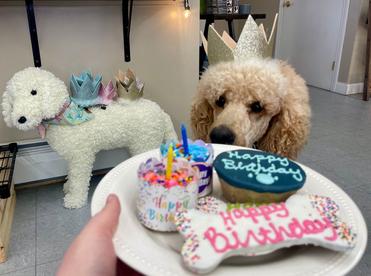 Celebrate Your Pup’s Birthday with Locally Made Bakery Treats at Hot Diggity!