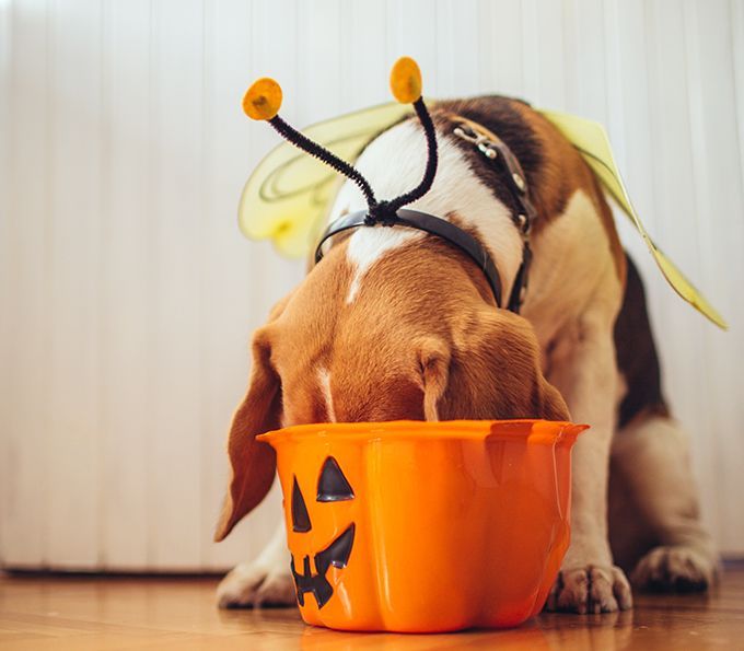 Image of blog post Halloween Pup Safety! October 28th
