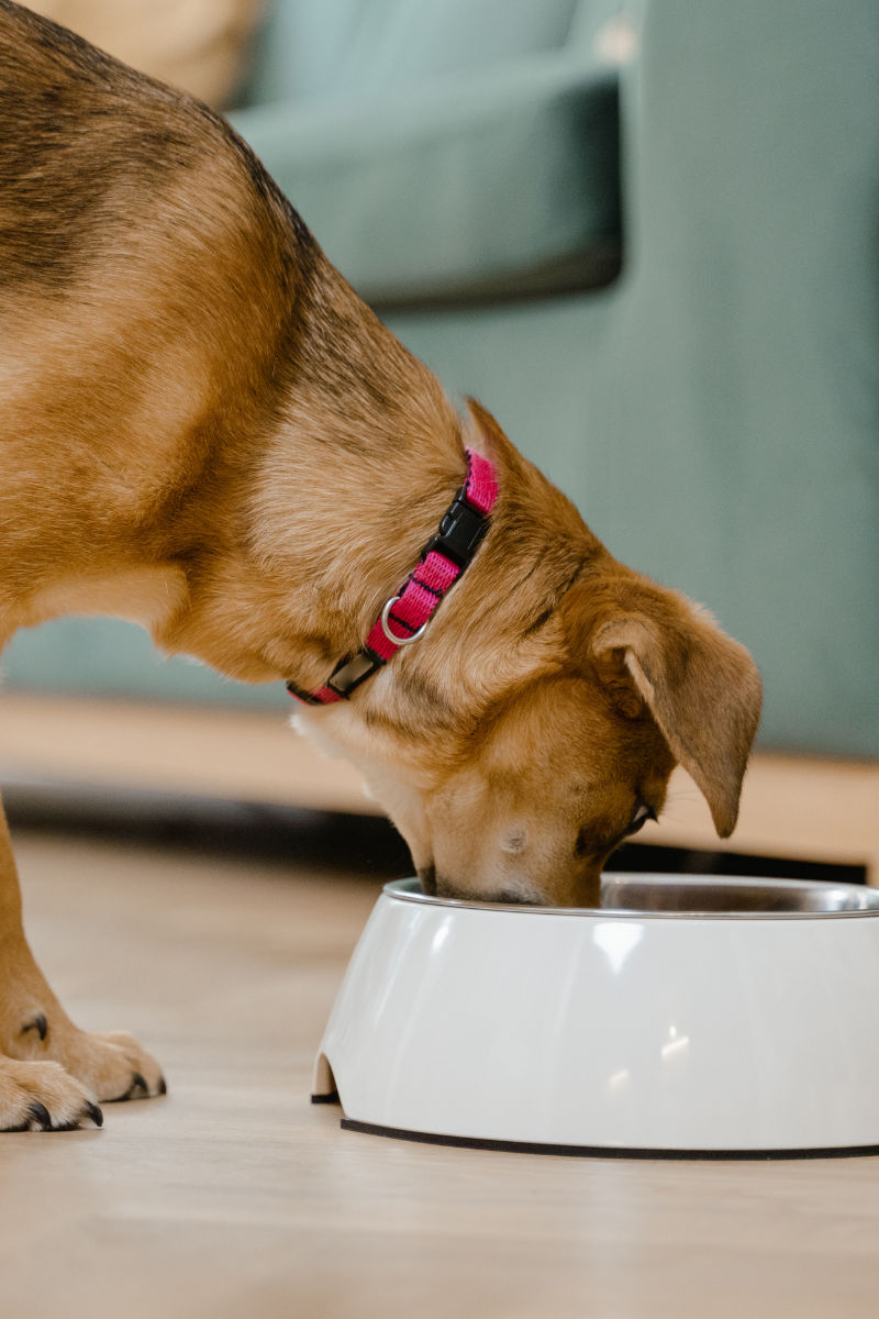 Four Truths About Raw Feeding