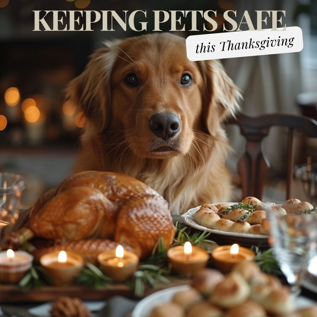 Thanksgiving Tips for Pet Safety and Calmness During Holiday Gatherings