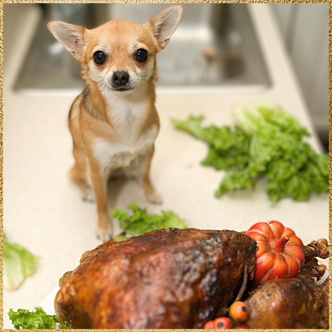 Image of blog post Safe and Unsafe Holiday Foods for your Pet