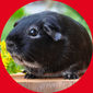 Small Pet Supplies