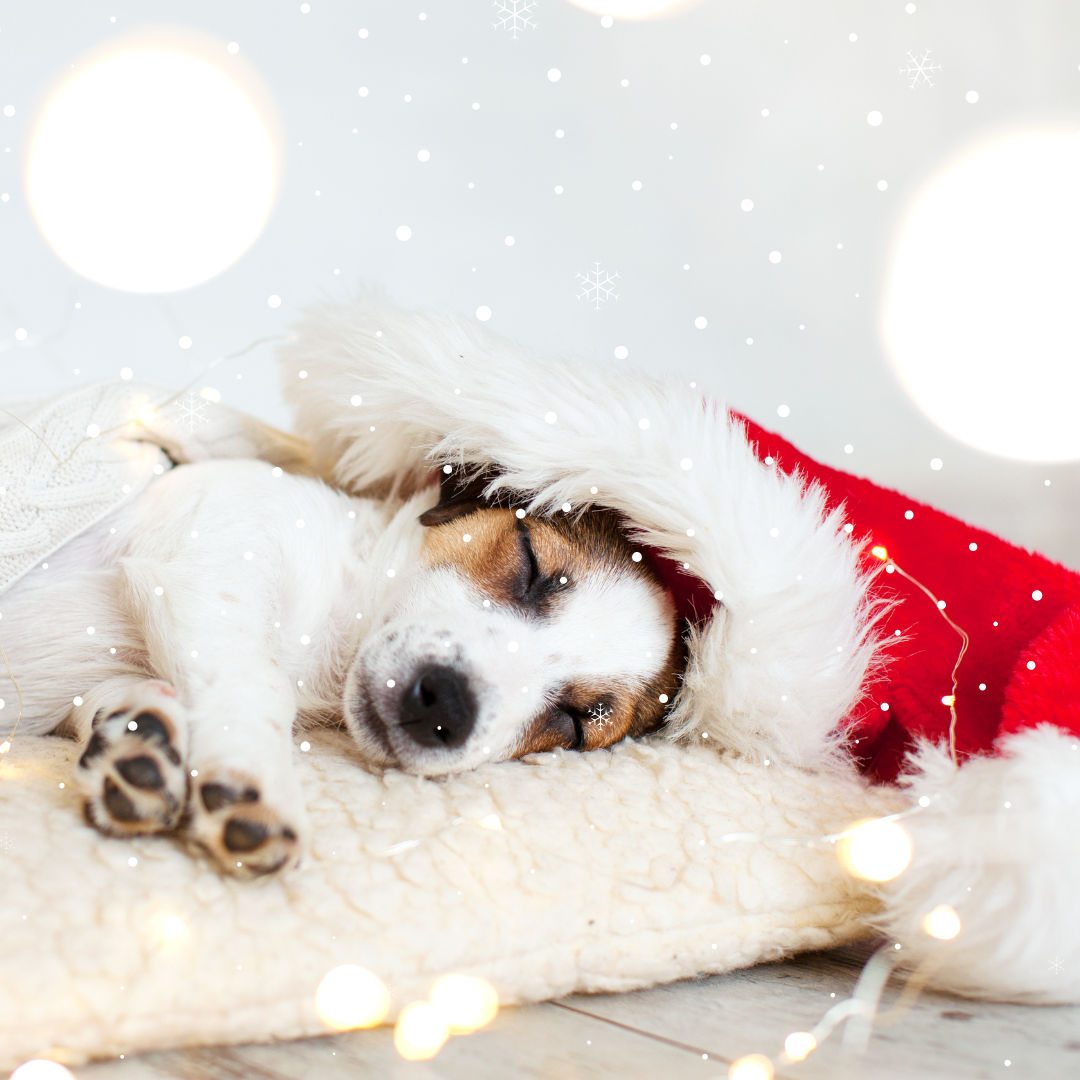 Beyond The Festive Fluff: Bringing Home A Dog For The Holidays (and Beyond)