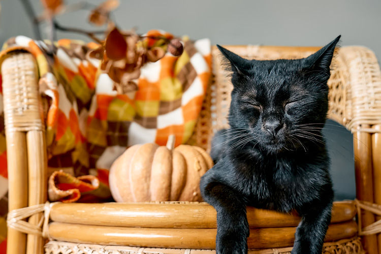 Image of blog post How To Celebrate Thanksgiving With Your Pets