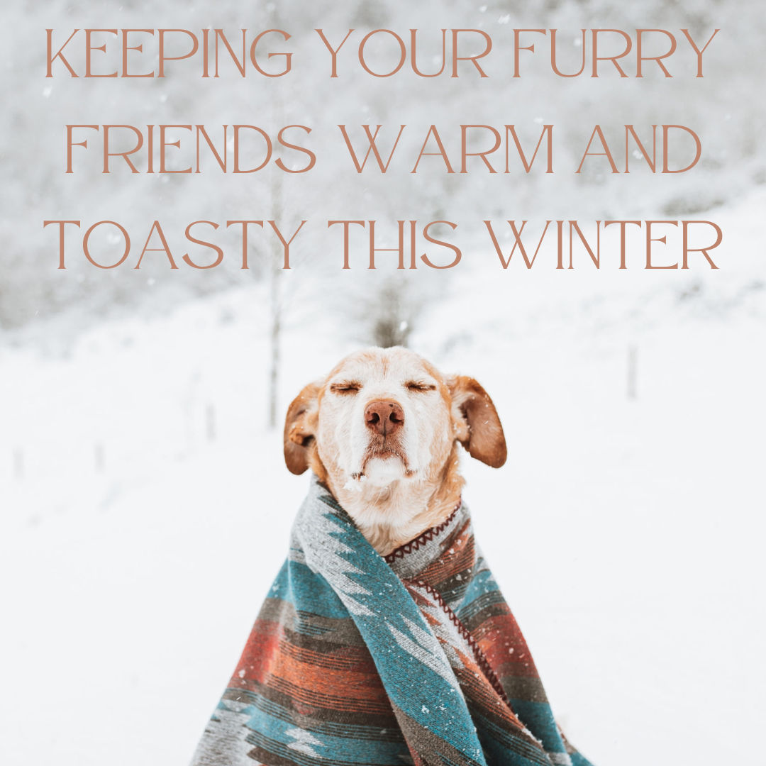Keeping Your Furry Friends Warm and Toasty This Winter