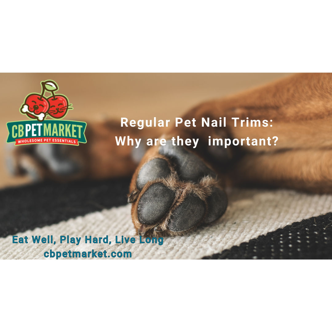 Regular Pet Nail Trims: Why are they important?