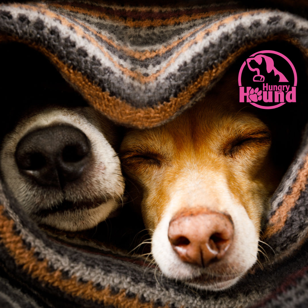 Image of blog post Winter Wellness: Keeping Your Dog Happy and Healthy in the Cold