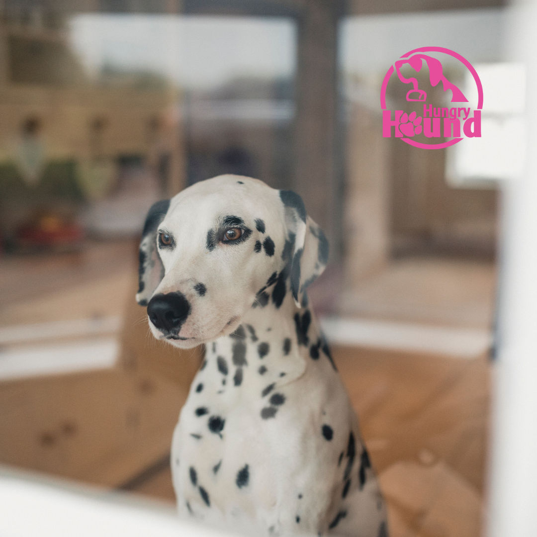 Image of blog post Winter Blues? Indoor Games to Keep Your Dog Active and Happy