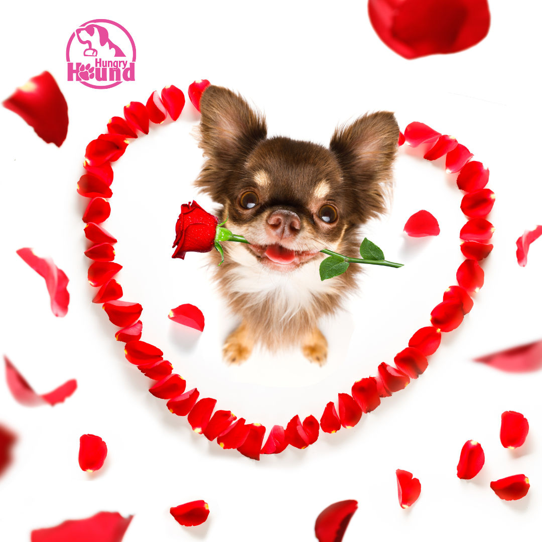 Image of blog post Why Dogs Are the Ultimate Valentines: Celebrating Unconditional Love