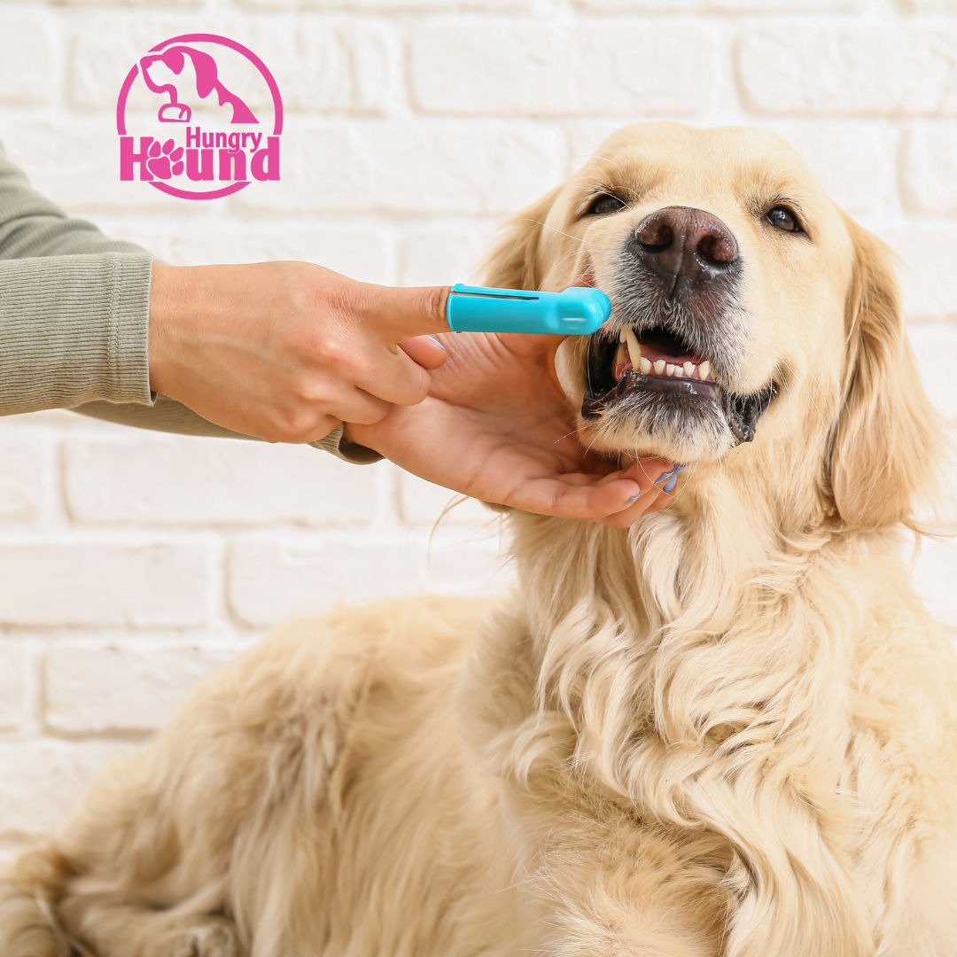 Image of blog post Dental Health for Dogs: Tips for National Pet Dental Health Month February 17th