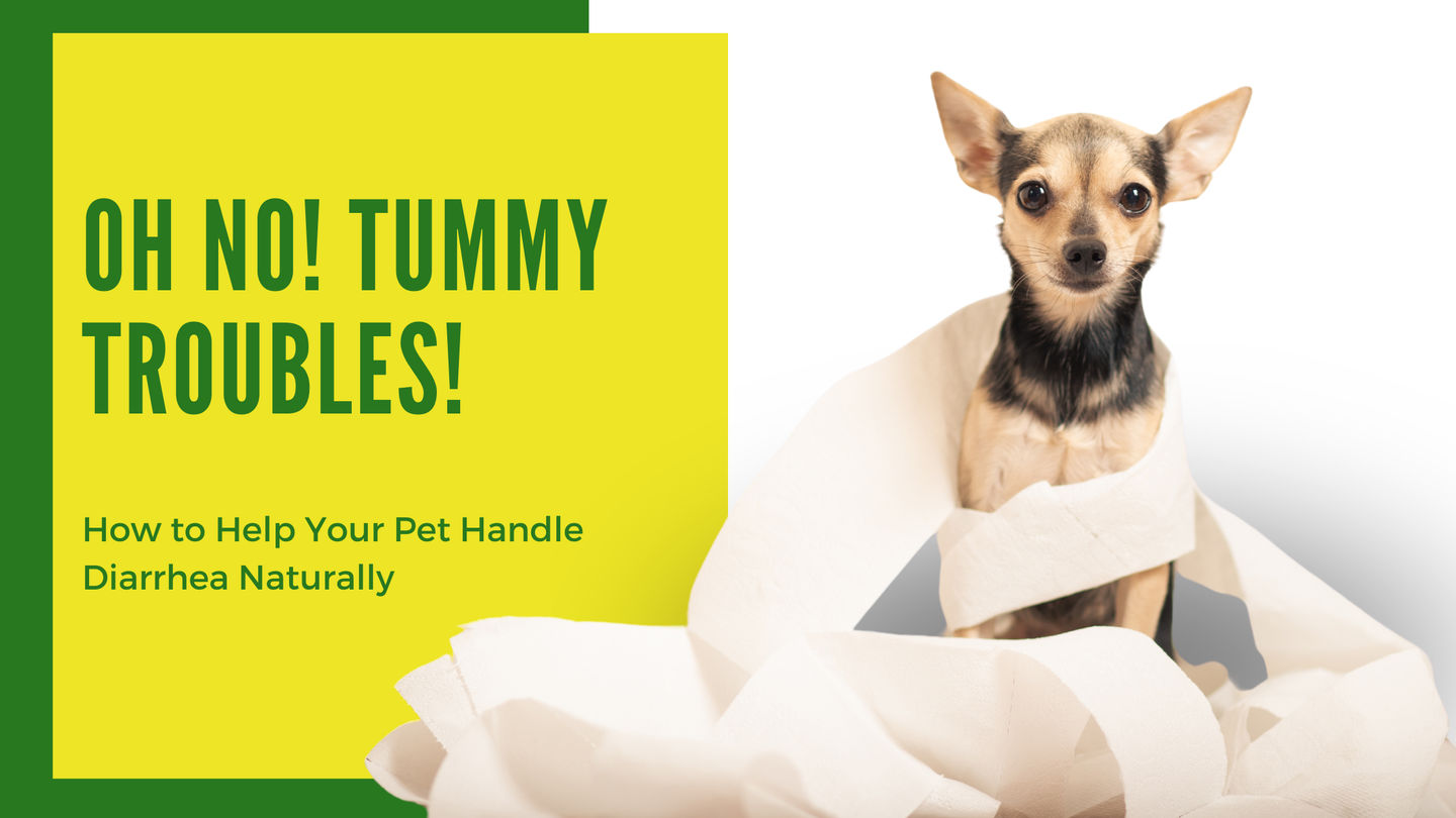 Oh No, Tummy Troubles! How to Help Your Pet Handle Diarrhea Naturally