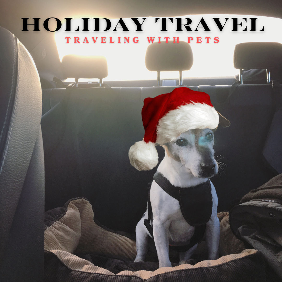 Holiday Travel Tips for Pets: Must-Have Gear for Safe and Comfortable Trips