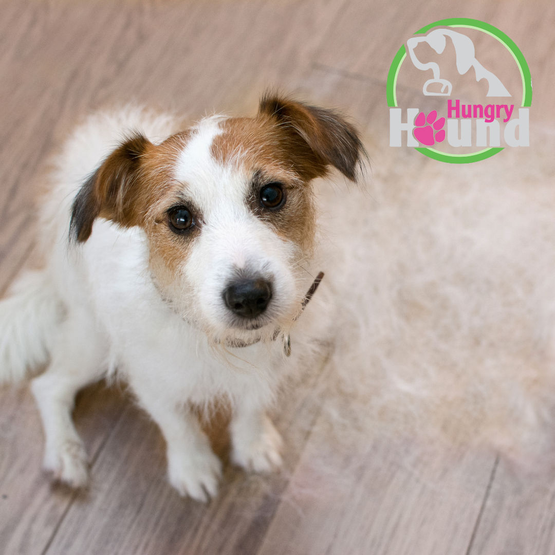 Image of blog post Prepping Your Dog for Spring Shedding