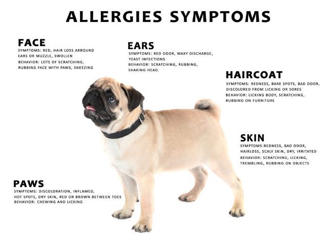 dog dander allergy rash