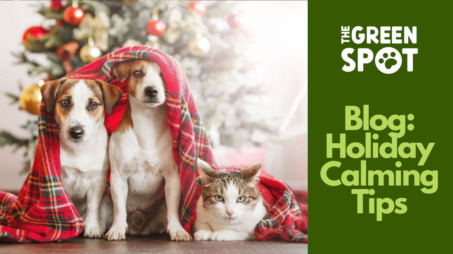 Holiday Calming Tips for Omaha Pets