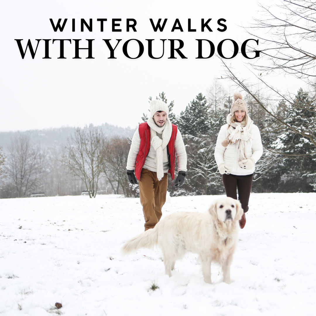 Snow Much Fun, or Snow Big Challenge? Winter Walks with Your Pet