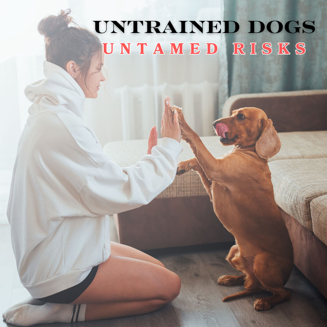 Untrained Dogs, Untamed Risks: Why Training is a Must for Every Pet Parent