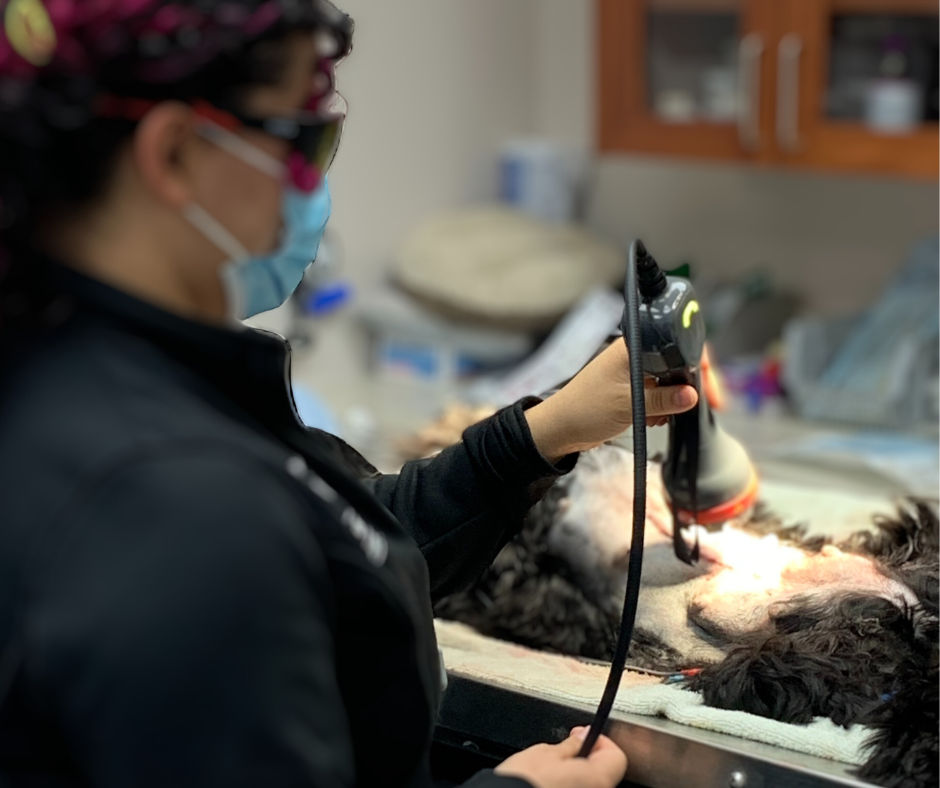 Image of blog post The Healing Power of Light: Benefits of Laser Therapy in Veterinary Care