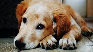 Birch Sugar: Xylitol's New Name and Hidden Dangers for Dogs and Cats.