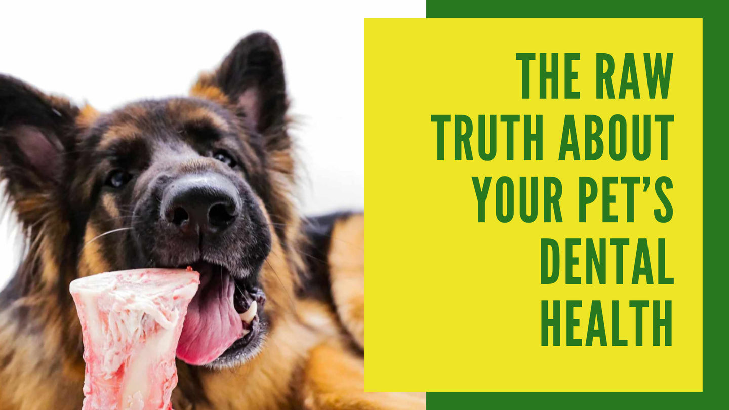 The Raw Truth About Your Pet's Dental Health
