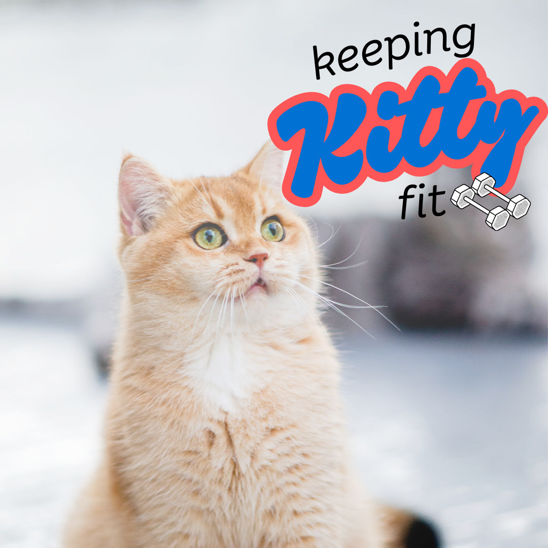 Cat Naps Are Cute, But Cat Obesity Isn’t: The Importance of Keeping Kitty Fit