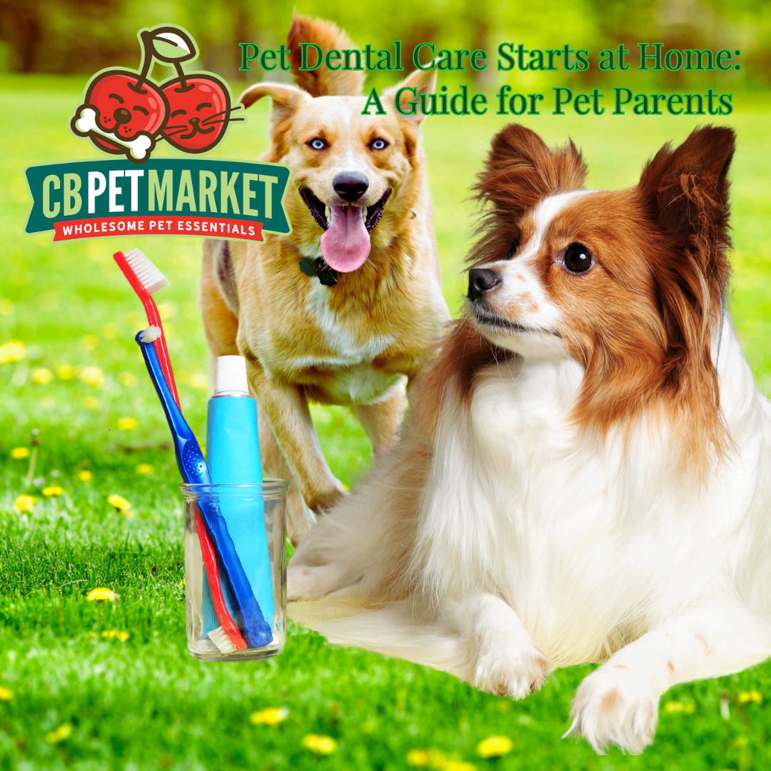 Pet Dental Care Starts At Home: A Guide For Pet Parents