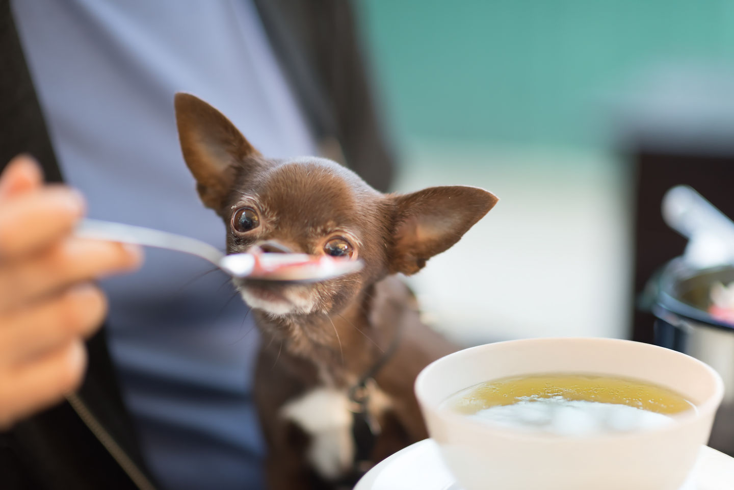 10 Benefits of Bone Broth: Why Your Dog Will Love Bark & Luv's Nourishing Broth