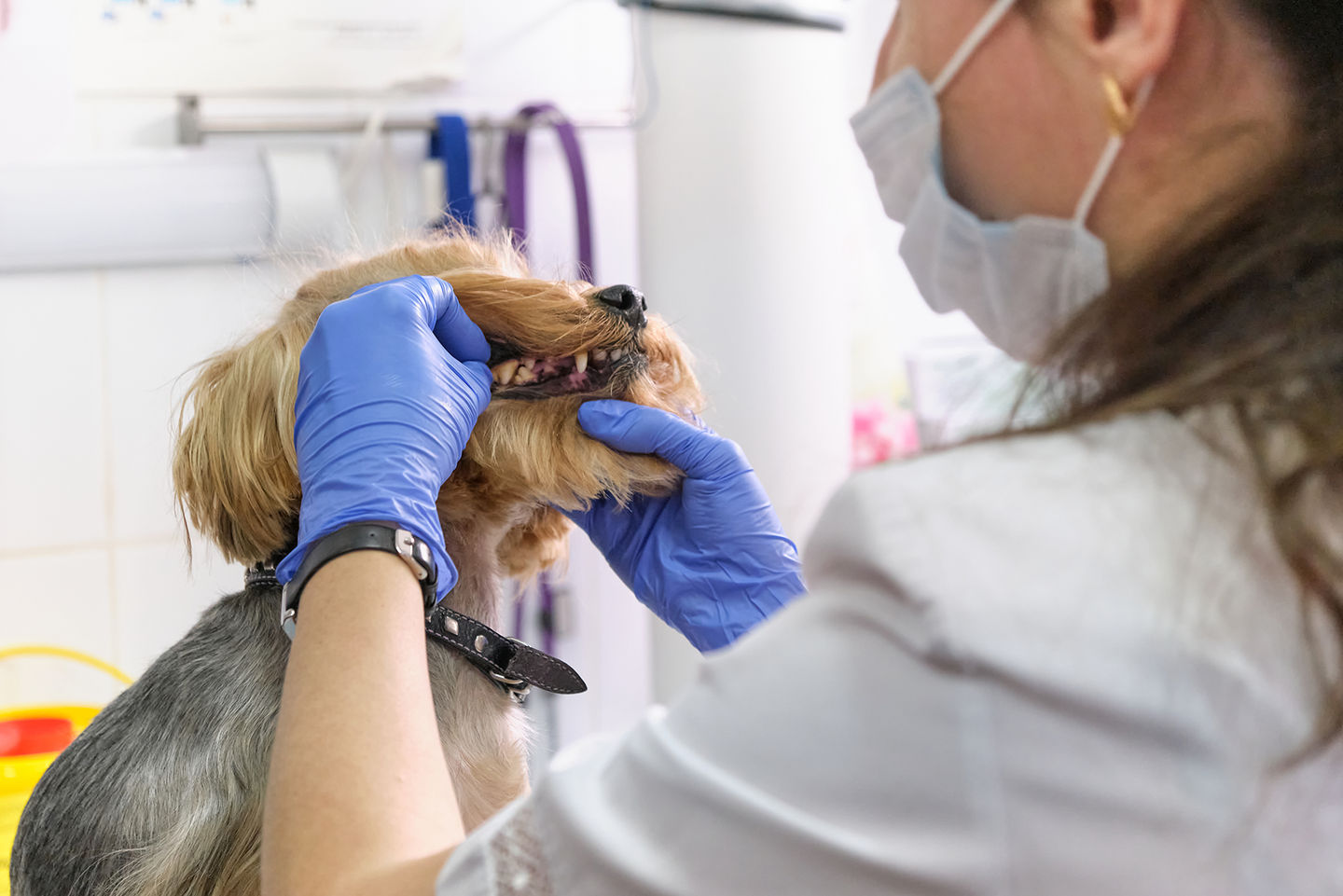 The Risks of Dental Disease