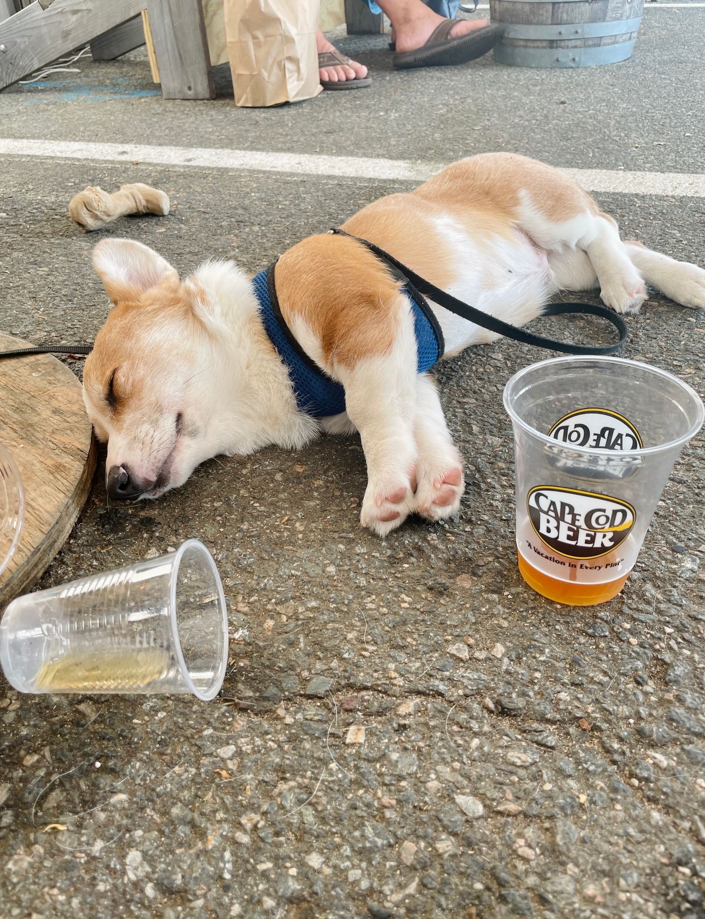Dogs, Beer, and Fur-iends! Yappy Hours Are Back For 2025!