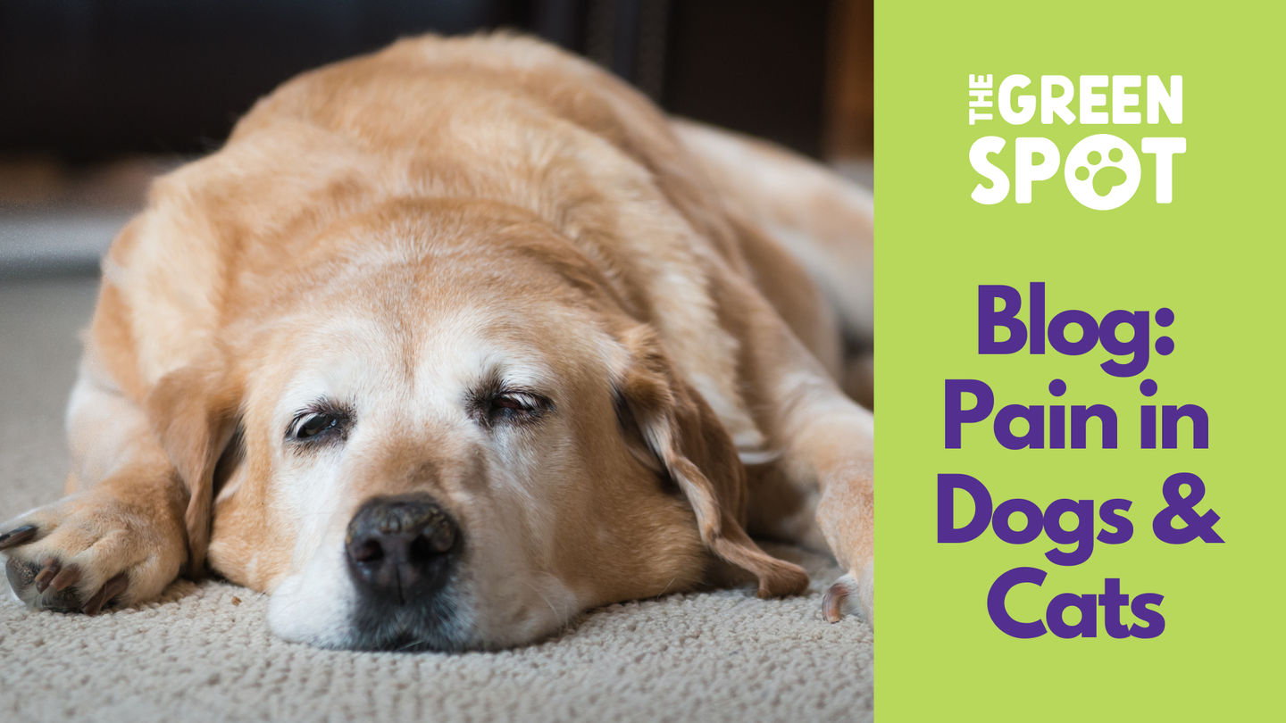 Relieving Pain & Discomfort in Dogs & Cats