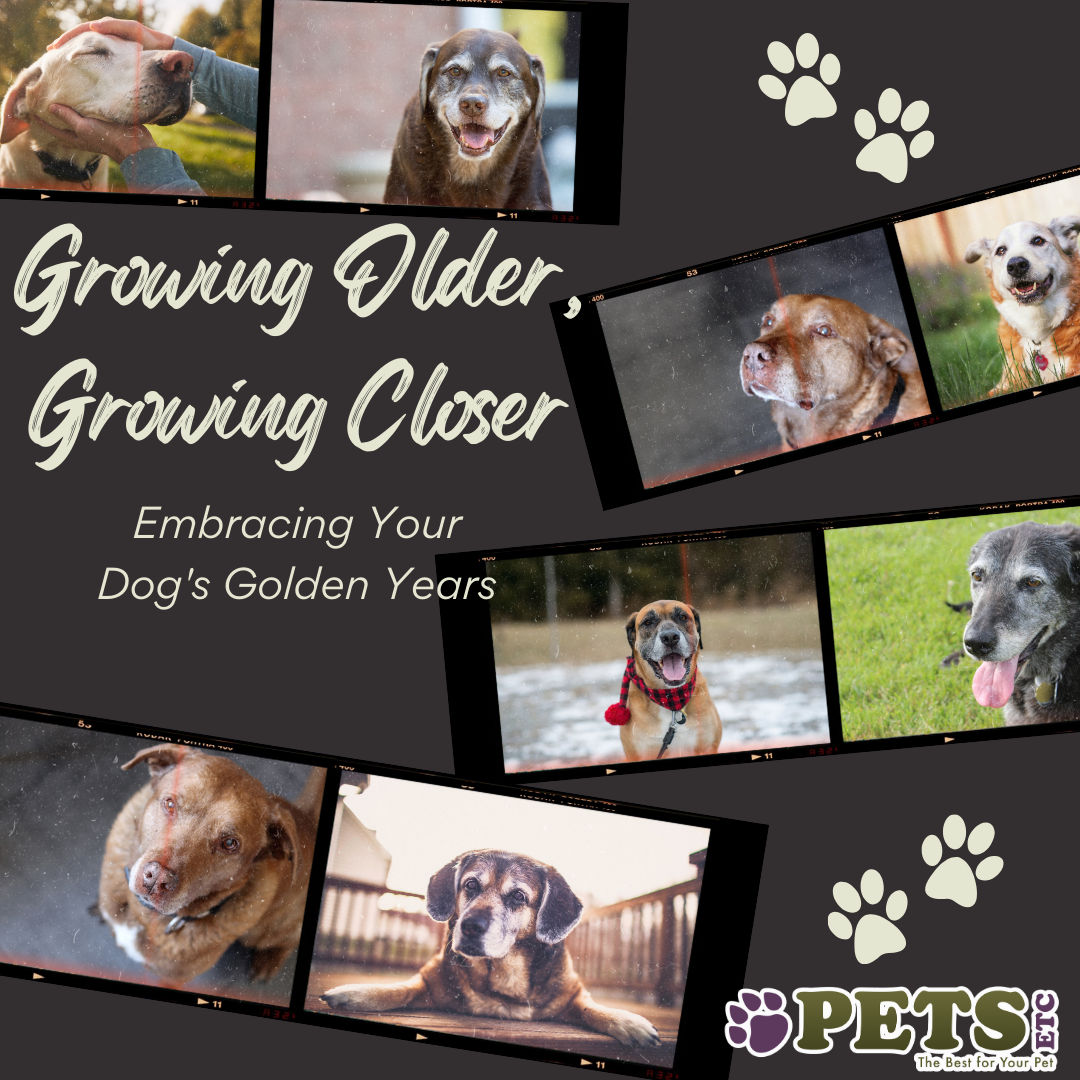 Growing Older, Growing Closer: Embracing Your Dog's Golden Years