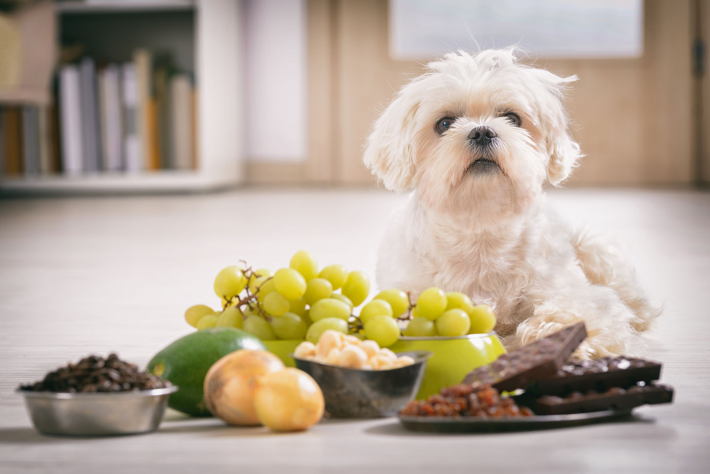 What to Do if Your Pet Eats Something Dangerous